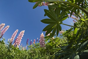 Gaspe Prints: Lupins, Gaspe, Gaspe Peninsula, province of Quebec, Canada, North America