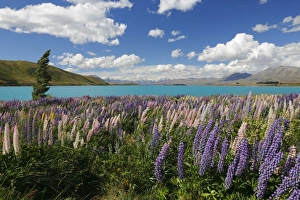 Canterbury Prints: Lupins beside lake, Lake Tekapo, Canterbury region, South Island, New Zealand, Pacific