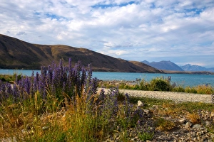 Lupins, Lake Tekapo, South Canterbury, South Island, New Zealand, Pacific