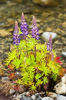 Herbaceous Prints: Lupins (Lupinus) near Lake Tekapo, South Island, New Zealand, Pacific