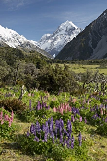 Lupins and Mount Cook, Mount Cook Village, Mount Cook National Park, UNESCO World Heritage Site, Canterbury region, South Island, New Zealand, Pacific