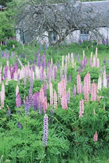 Aviemore Prints: Lupins in an old garden