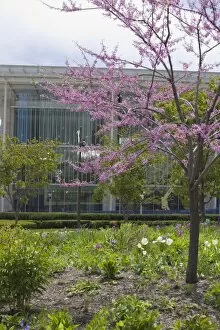 The Lurie Garden and Art Institute of Chicago, Millennium Park, Chicago