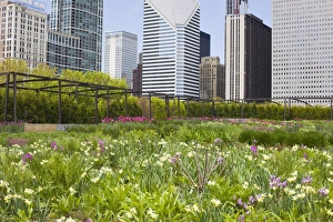 Millennium Park Prints: The Lurie Garden, Millennium Park, Chicago, Illinois, United States of America