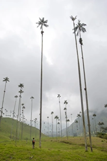 35 39 Years Prints: The lush Cocora Valley, part of Los Nevados National Park, principal home for