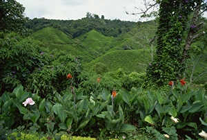 Lush flowers at Sungai Palas Tea Estate, Cameron Highlands, Perak Province