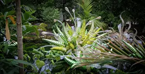 Fern Prints: Lush green ferns and foliage in a tropical garden setting at Kew Gardens