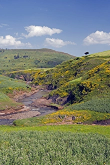 Lush Gallery: Lush green hills and yellow Meskel flowers, Simien Mountains National Park