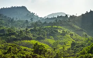 Quang Nam Province Prints: Lush green jungle landscape along Ho Chi Minh Highway West