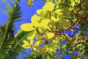 Bright Prints: Lush green leaves against blue sky at Anse Source dArgent beach in Seychelles