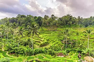 Bali Prints: Lush palm trees and rice terraced fields, Ubud, Bali, Indonesia