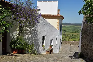Alentejo Prints: Lyciantthes lycioides shrub growing in a cobbled alley with a view in a village in Portugal