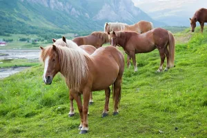Horses Prints: Lyngshest horses, Solvik Gard, region of Lyngen, County of Troms, Norway, Northern Europe