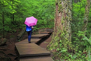 Canadian Culture Prints: Lynn Canyon Park, Vancouver, British Columbia, Canada, North America
