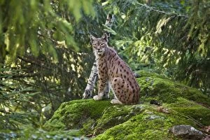 Images Dated 21st August 2010: A lynx in the Bavarian National Park, Bavaria, Germany, Europe