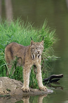 Feline Prints: Lynx (Lynx canadensis)