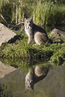 Anticipation Prints: Lynx (Lynx canadensis) reflected sitting at waters edge