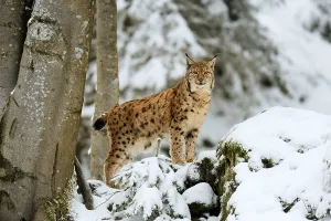 Outdoor Shot Prints: Lynx or Northern lynx (Lynx lynx)
