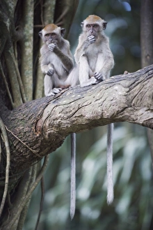 Images Dated 5th September 2009: Macaque monkeys in Lake Gardens, Kuala Lumpur, Malaysia, Southeast Asia, Asia
