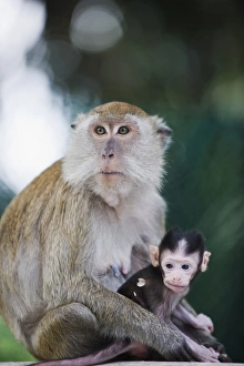 Images Dated 5th September 2009: Macaque monkeys in Lake Gardens, Kuala Lumpur, Malaysia, Southeast Asia, Asia