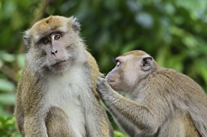 Macaque Prints: Macaques, Sabah, Borneo, Malaysia, Southeast Asia, Asia