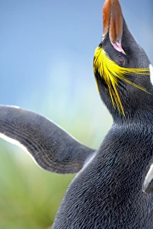 Images Dated 16th October 2006: A macaroni penguin (Eudyptes chrysolophus), East Falkland, Falkland Islands