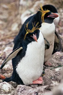 Macaroni penguins (Eudyptes chrysolophus), East Falkland, Falkland Islands Macaroni penguins (Eudyptes chrysolophus), East Falkland, Falkland Islands