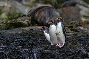 Animal Kingdom Prints: Macaroni penguins (Eudyptes chrysolophus) scrambling up steep cliffs at Hercules Bay on South Georgia Island