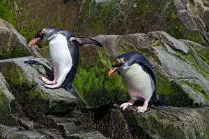 Cold Environment Prints: Macaroni penguins (Eudyptes chrysolophus) scrambling up steep cliffs at Hercules Bay on South Georgia Island