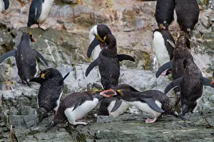 Hercules Prints: Macaroni penguins feeding and caring for chicks in a breeding colony near Hercules Bay on South Georgia Island