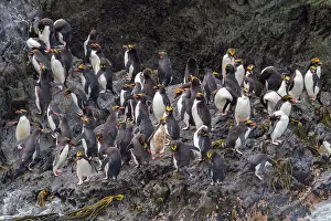 Seabirds Prints: Macaroni penguins gather and breed at colony in Elsehul Bay during the nesting season on South Georgia Island