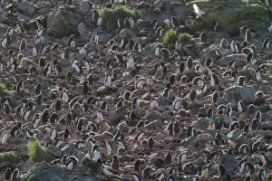 Ornithology Prints: Macaroni penguins gather in their breeding colony at Elsehul Bay on South Georgia Island during the nesting season