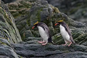 Colony Prints: Macaroni penguins gathered on rocky shore in Antarctic habitat during daylight hours