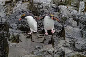 Adults Prints: Macaroni penguins interact at a breeding colony in Hercules Bay
