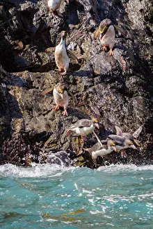 Hercules Prints: Macaroni penguins jump into water from rocks in Hercules Bay on South Georgia Island