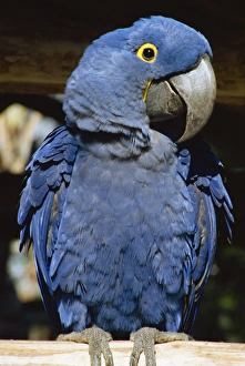 Macaw Prints: Macaw of Amazonia, Brazil, South America