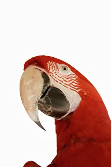 Beak Prints: Macaw, South America