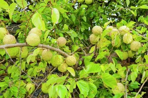 Hedge Prints: Maclura pomifera or Osage orange or hedge apple