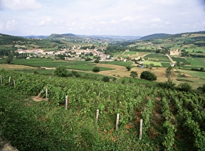 Saone Et Loire Prints: Maconnais vineyards, Poilly Fuisse, near Macon, Saone-et-Loire, Burgundy, France, Europe