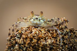 Crab Prints: A macro close-up of a small beach crab in Hawaii, United States of America, Pacific