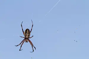 Invertebrate Prints: Macro photograph of a spider (Order Araneae) in the Galapagos Island Archipelago