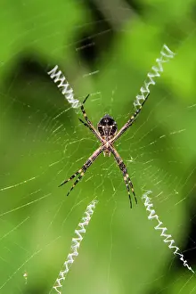 Entomology Prints: Macro photograph of a spider (Order Araneae) in the Galapagos Island Archipelago