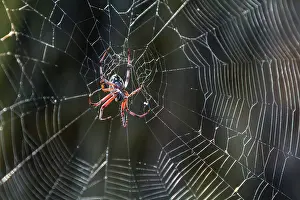 Invertebrate Prints: Macro photograph of a spider (Order Araneae) in the Galapagos Island Archipelago