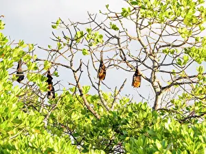 Large Prints: Madagascan flying foxes roosting in trees during the day in a forest reserve in Madagascar
