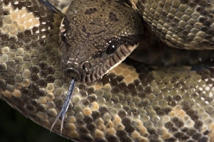 Snake Prints: Madagascan Tree Boa (Sanzinia Madagascariensis), captive, Madagascar, Africa