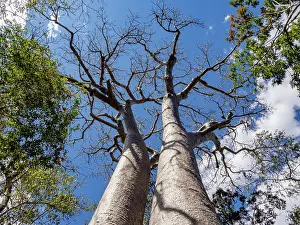 Tall Prints: Madagascar baobab tree growing tall and bare against the blue sky in a national park