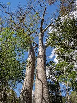 Tall Prints: Madagascar baobab trees grow tall in the forest of Zombitse-Vohibasia National Park in Madagascar