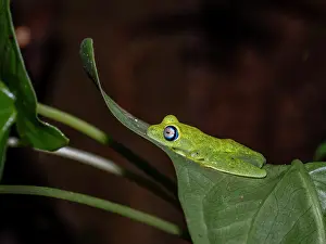 Nighttime Prints: Madagascar bright-eyed frog resting on a leaf at night in Andasibe, Madagascar