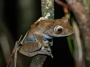 Nighttime Prints: Madagascar bright-eyed frog sits on a branch at night in Andasibe, Madagascar