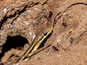 Ecosystems Prints: Madagascar cat eyed snake observed in its natural habitat with ants nearby in Madagascar